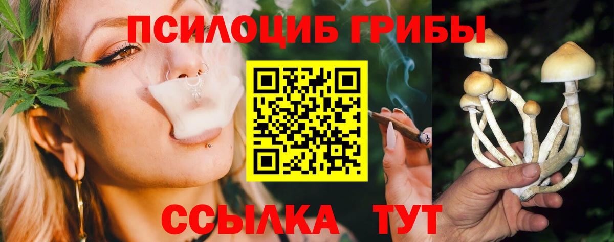 Псилоцибиновые грибы Cubensis Великие Луки